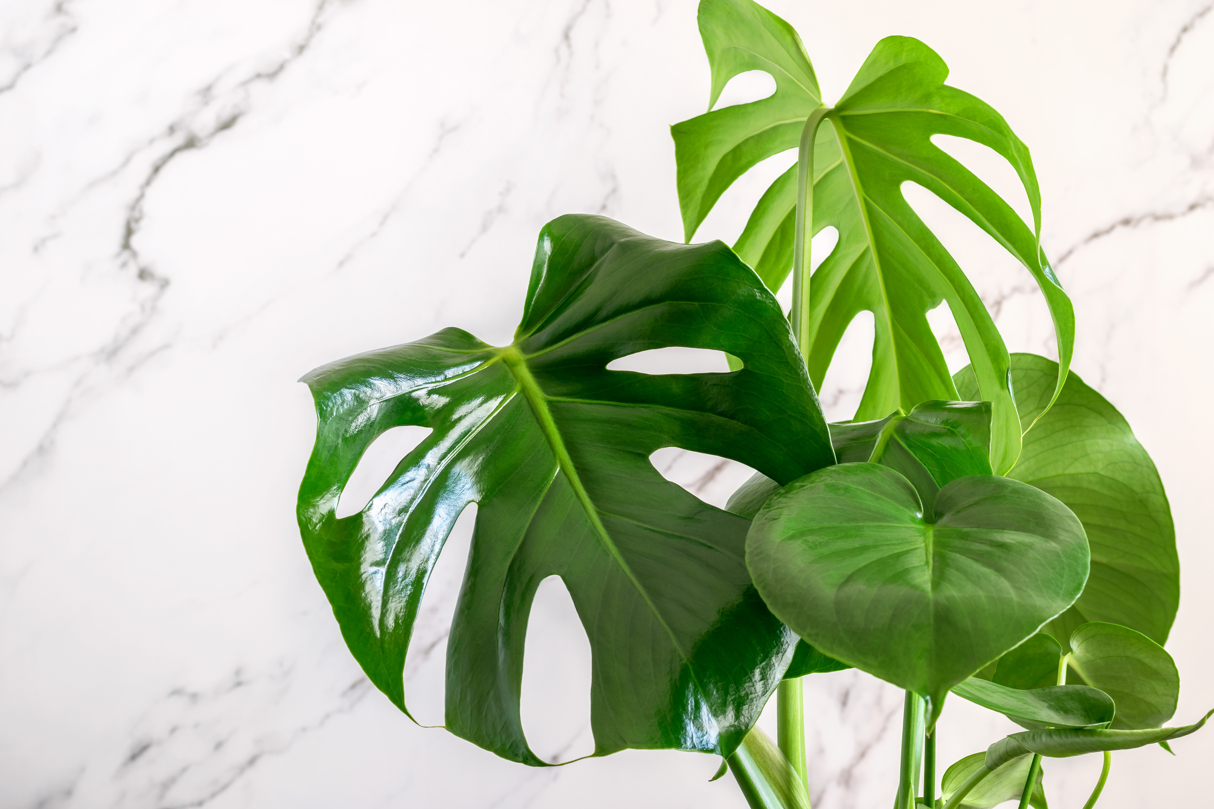 Tropical Monstera Deliciosa Plant Leaves