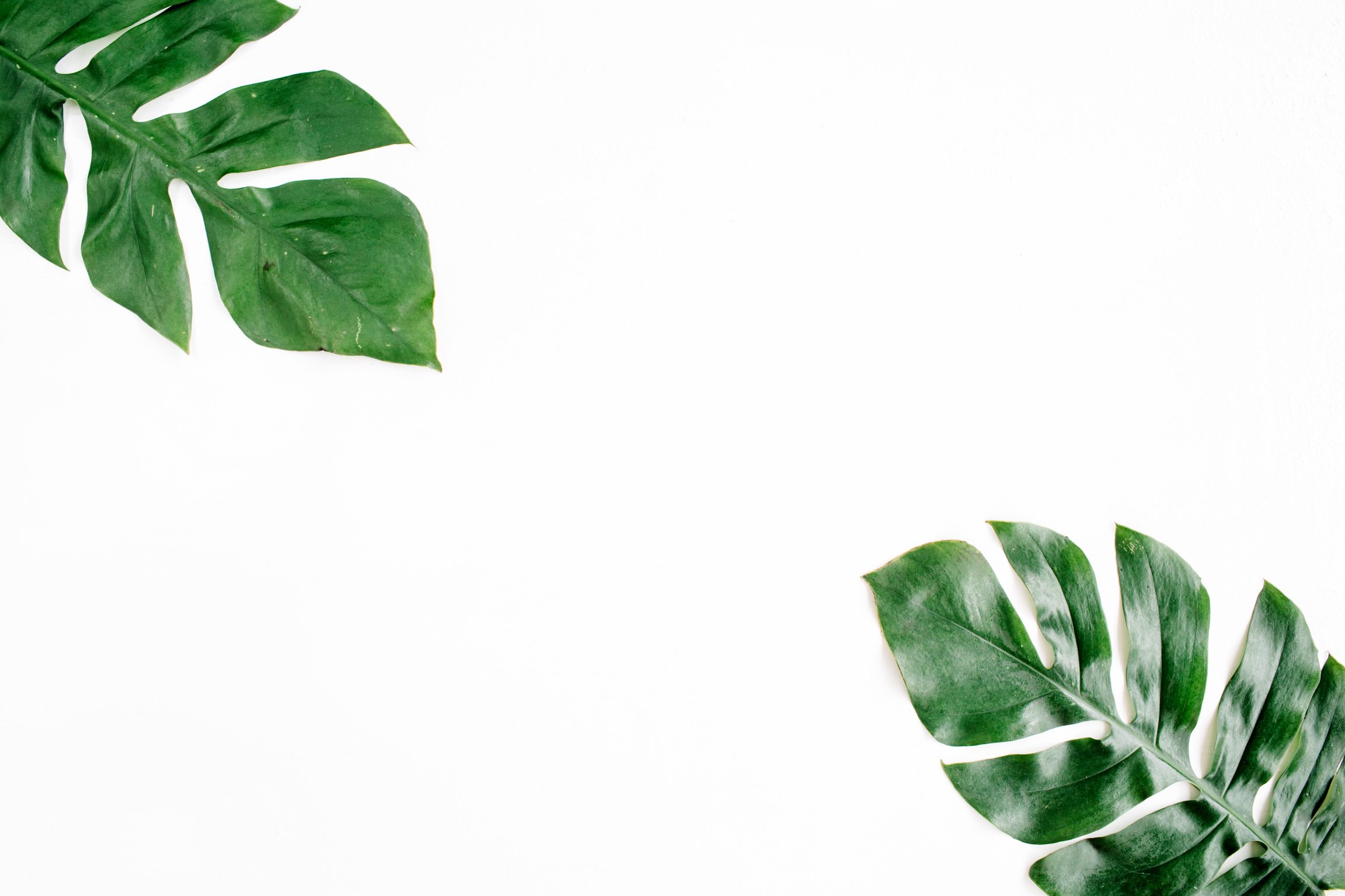 Tropical Palm Leaves